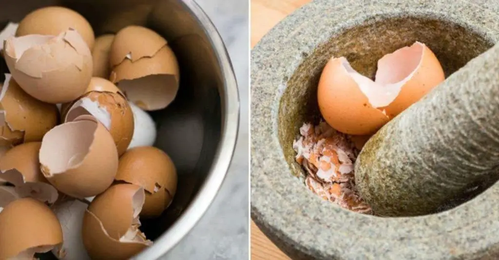 11 Ingenious Uses for Eggshells for the Home and Garden