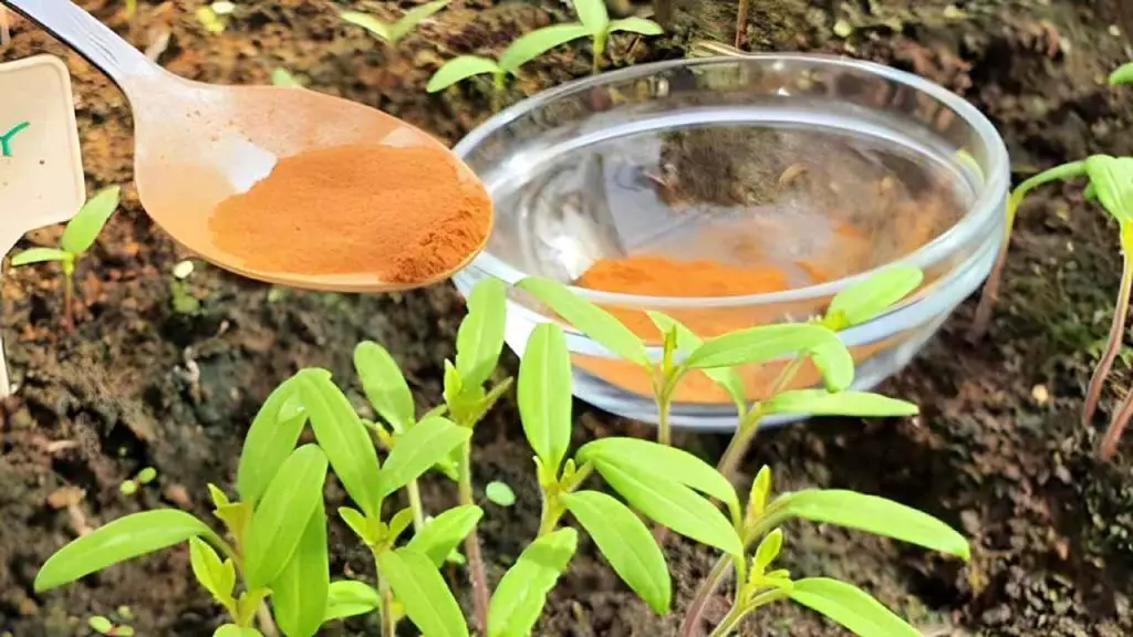 Fungicida natural para hortalizas y jardines, este ingrediente mantiene alejados a los insectos