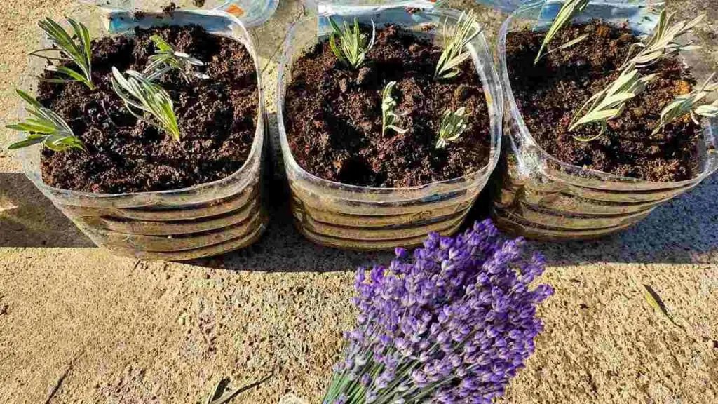 Lavanda, aquí se explica cómo propagarla y cultivarla a partir de esquejes: para que se reproduzca indefinidamente