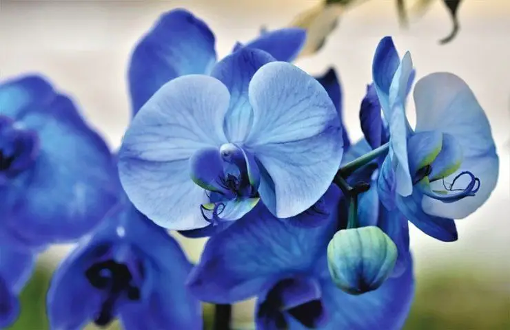 Orquídeas que florecen hasta en verano, los ingredientes mágicos para tenerlas siempre hermosas