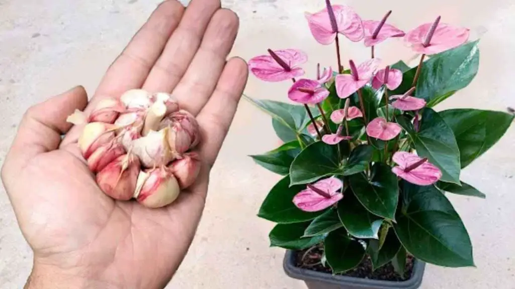 Un clavo en las plantas y te costará creer los resultados: son inmediatos