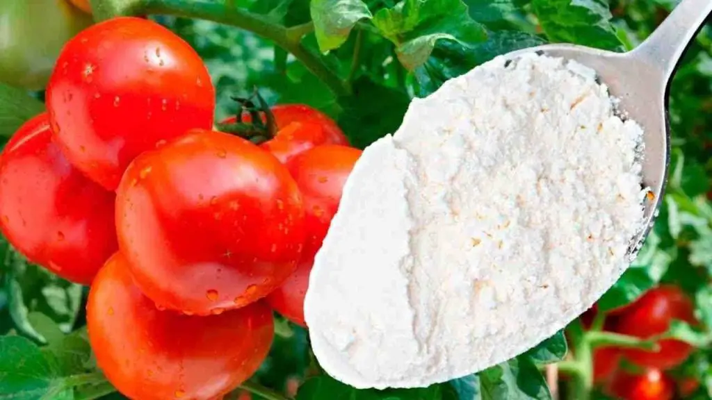 El remedio más fuerte para la inmunidad de pepinos, pimientos y tomates: funciona
