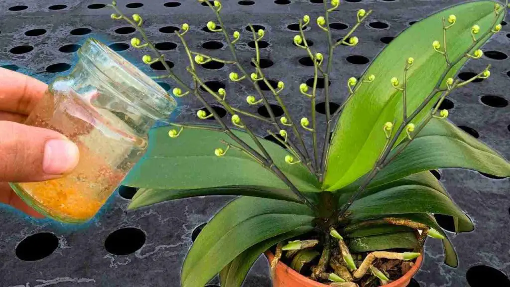 Regar todas las plantas con esta agua: hasta las flores más secas florecerán