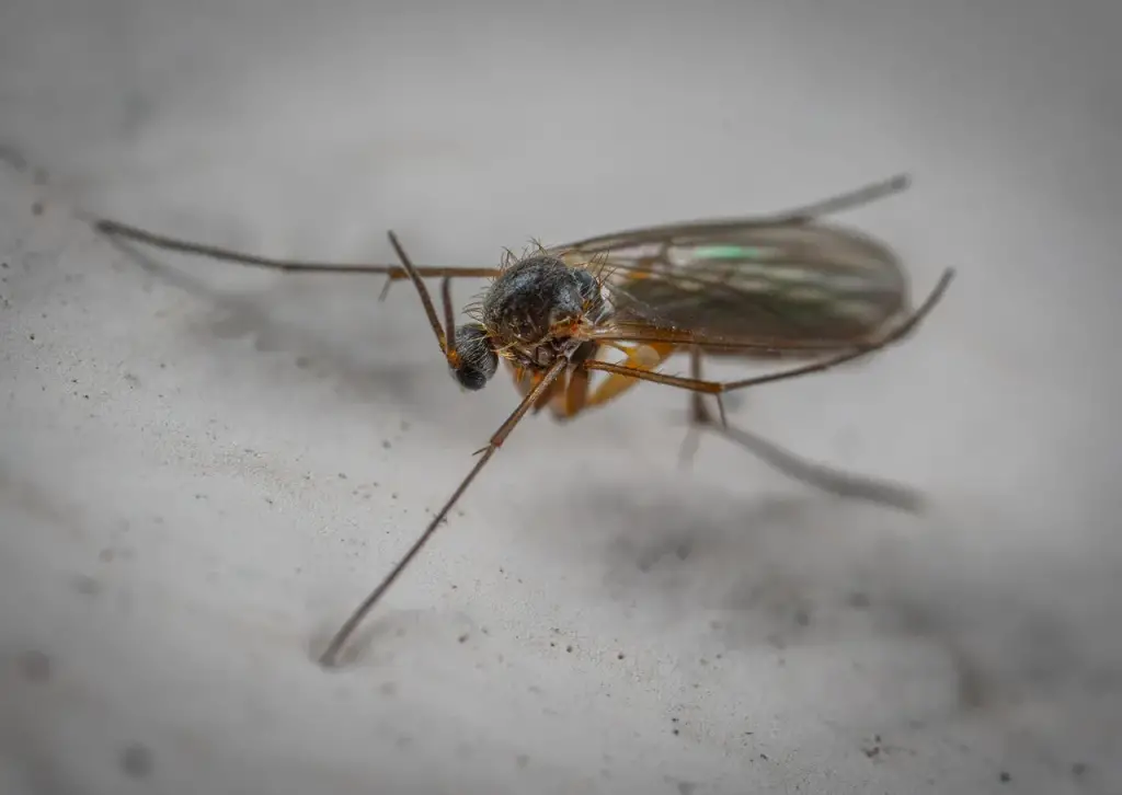 Cómo deshacerse de los mosquitos rápidamente: este es el truco que sorprende a todos
