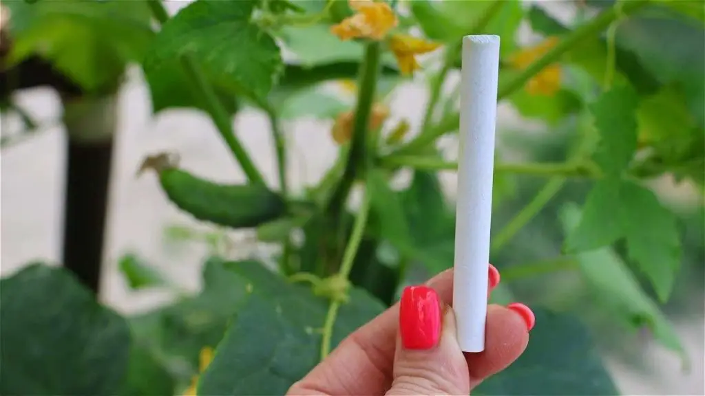 Añádelo al pepino una vez al mes y en una semana duplica todo el rendimiento