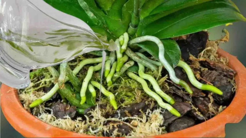 Una sustancia que hace florecer las raíces y las flores de las orquídeas durante todo el año: muy exuberante