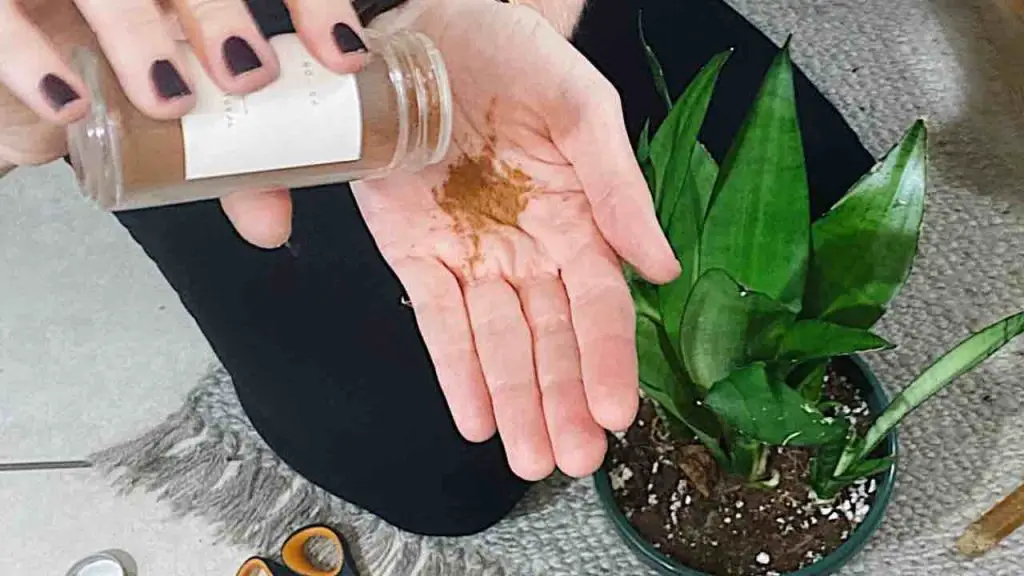 Esta especia hará que cualquier flor de balcón o jardín prospere.