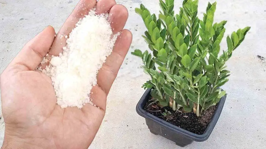 Este querido ingrediente hará que cualquier planta crezca 5 veces más rápido
