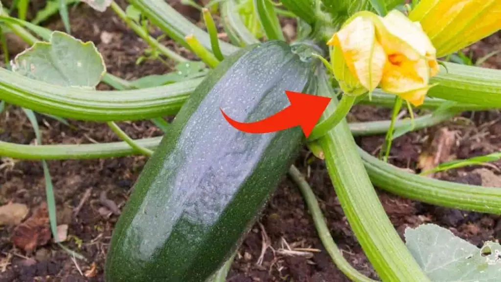 Cómo eliminar el chorro secundario del calabacín, con este movimiento lo haces enseguida