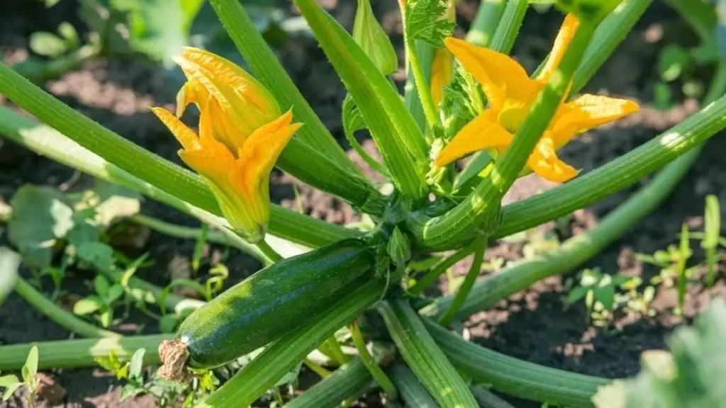 Cultiva esta planta cerca del calabacín si quieres tenerlos siempre hermosos y frescos
