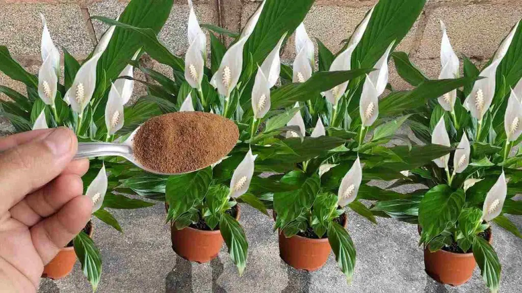 Peace Lily, si quieres que te dure años, debes hacer este movimiento importante.