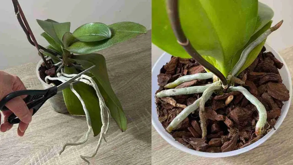 Abundantes flores y raíces de la orquídea si haces este proceso una vez al mes