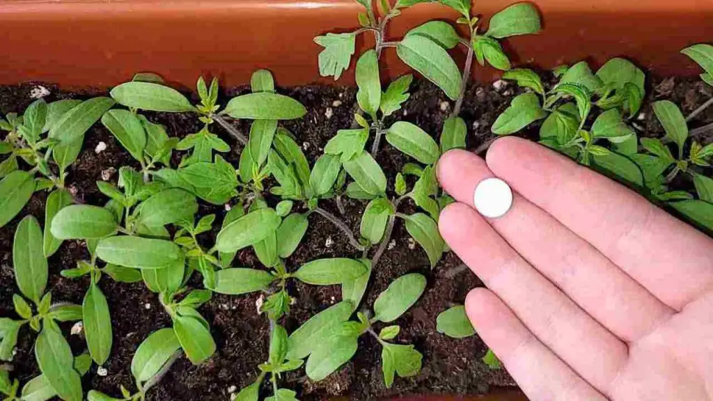 Regala una súper cosecha, plántala en todos los plantones del jardín y verás los resultados