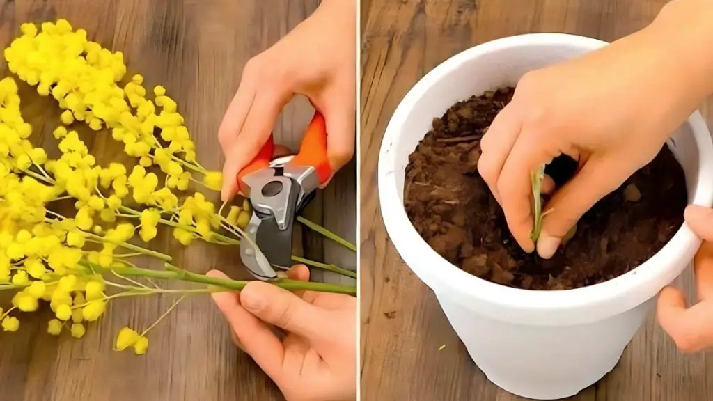 Mimosa, no la tires: la ramita es suficiente para crear una planta maravillosa