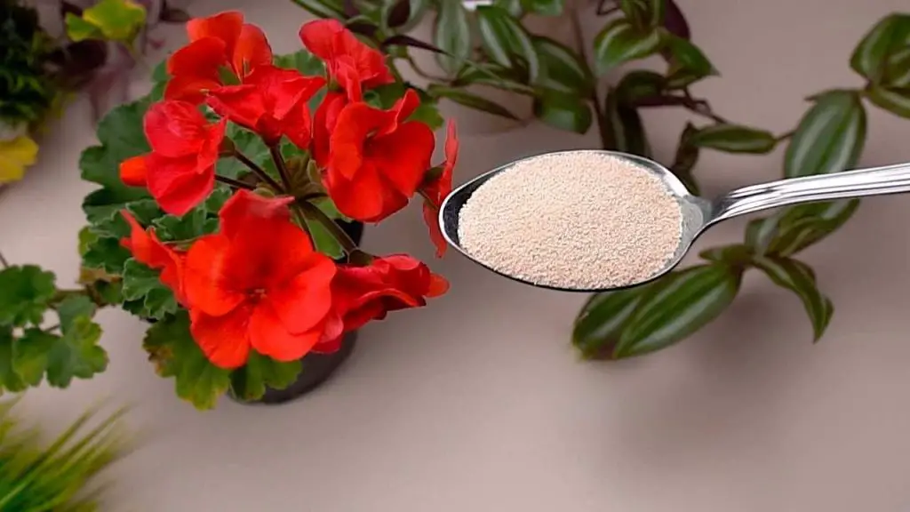 Permita que las flores florezcan todo el año con estos dos ingredientes naturales