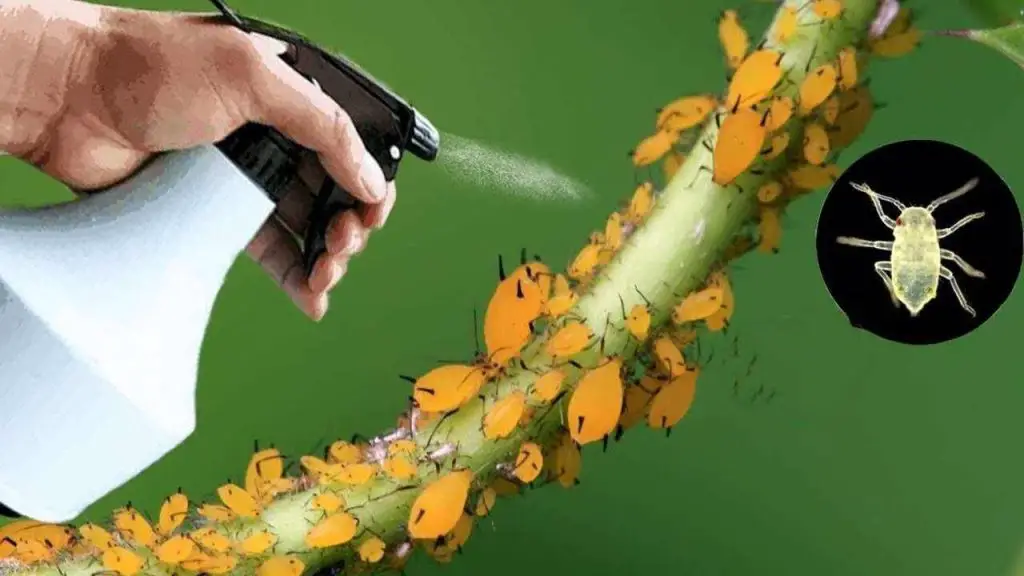 El insecticida natural más potente que existe: elimina pulgón y mosca blanca de forma inmediata