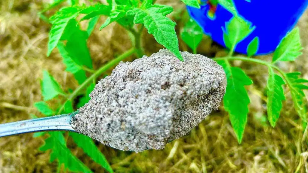 Casi todo el mundo lo tiene en casa y es una bomba natural para las plantas sanas y autóctonas.