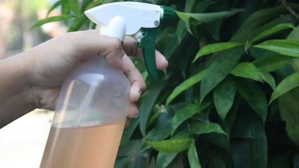 Natural y barato, el insecticida casero que todos los parásitos odian