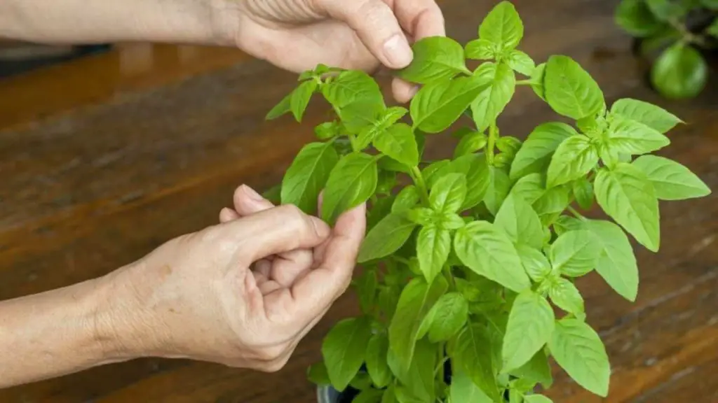 Nunca despegues las hojas de la planta de albahaca de esta manera: la haces morir inmediatamente