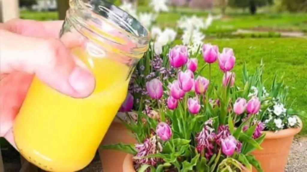 El truco del florista para tener tulipanes sanos y exuberantes: te durarán meses