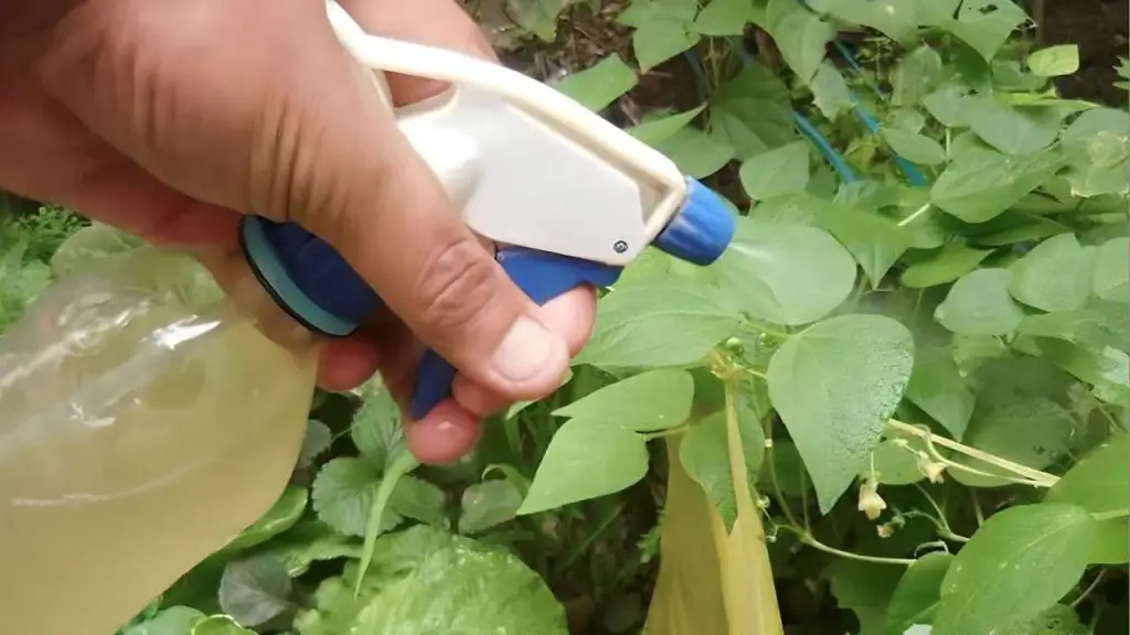 El fungicida e insecticida más fuerte del mundo es este: con cero productos químicos