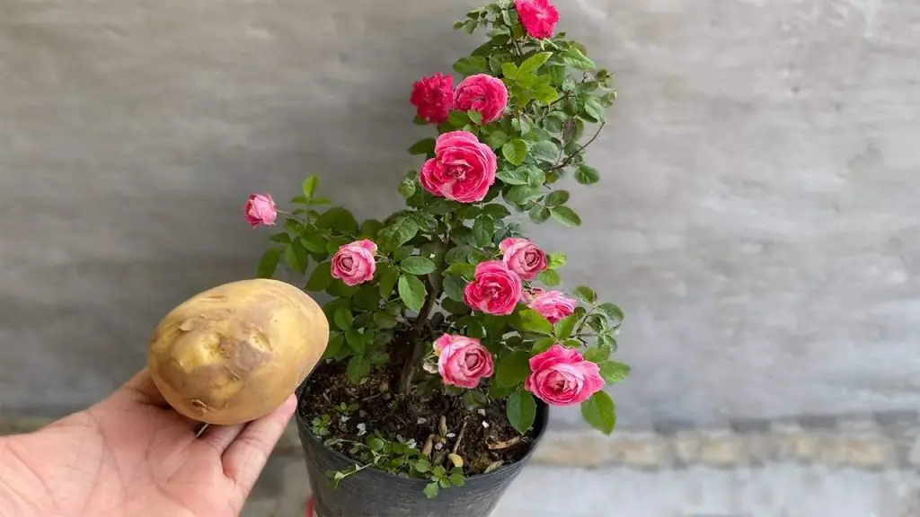 Deja 1 patata en la planta durante la noche: al día siguiente encontrarás algo único