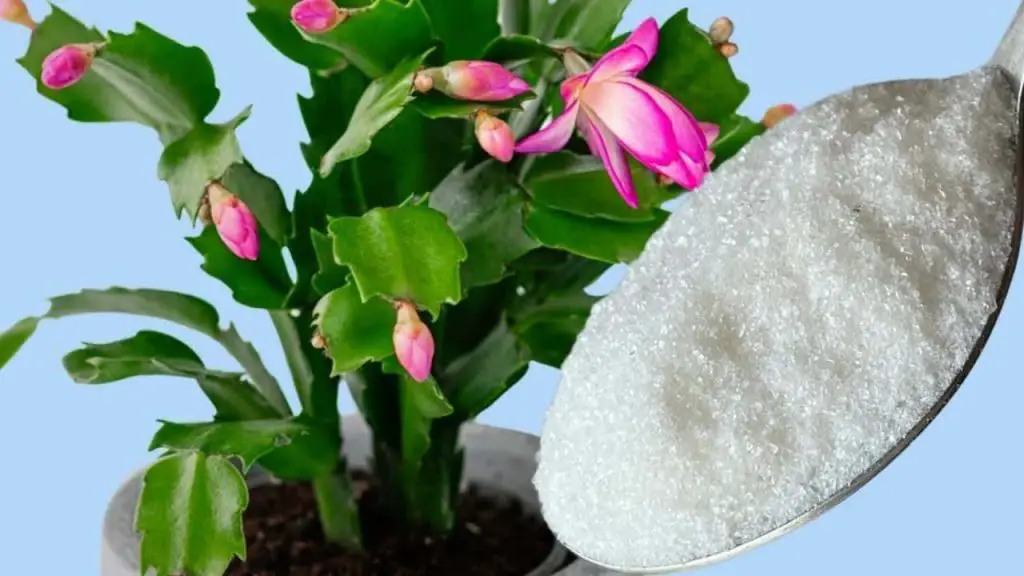 1 cucharadita es suficiente para tener una floración garantizada en todas las plantas