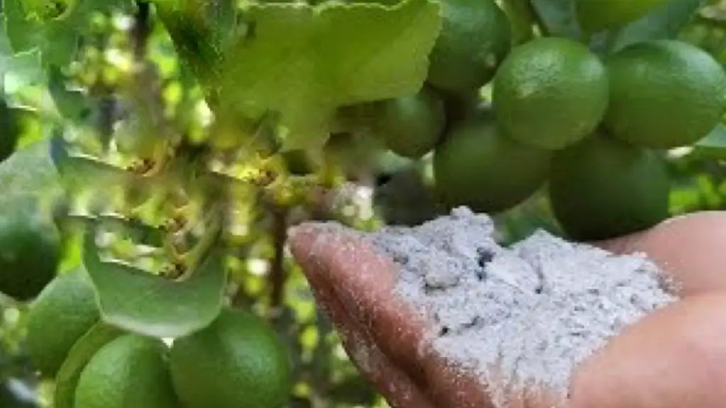 Con este polvo tendrás una cosecha exagerada: el vecindario querrá saber el secreto