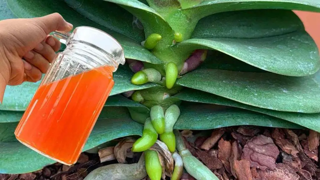 Una taza al mes de este ingrediente: raíces y flores florecerán todo el año