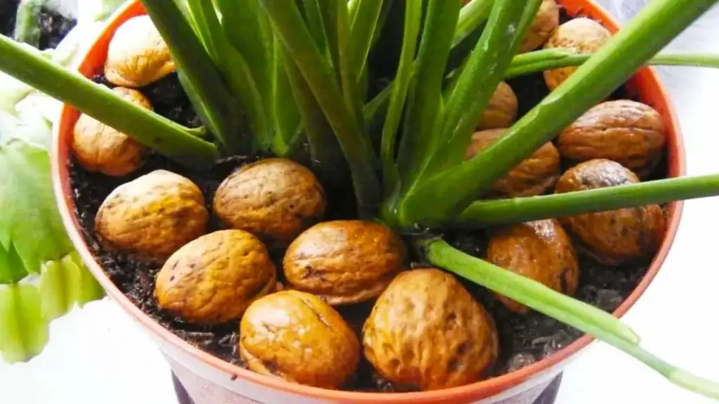 Cáscaras de nuez en las plantas, por eso todos los jardineros lo hacen en febrero.