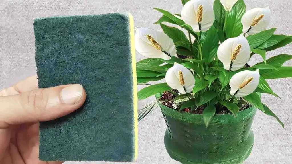 Pon 1 esponja en las plantas que tienes en casa, lo que sucederá al poco tiempo: inesperado