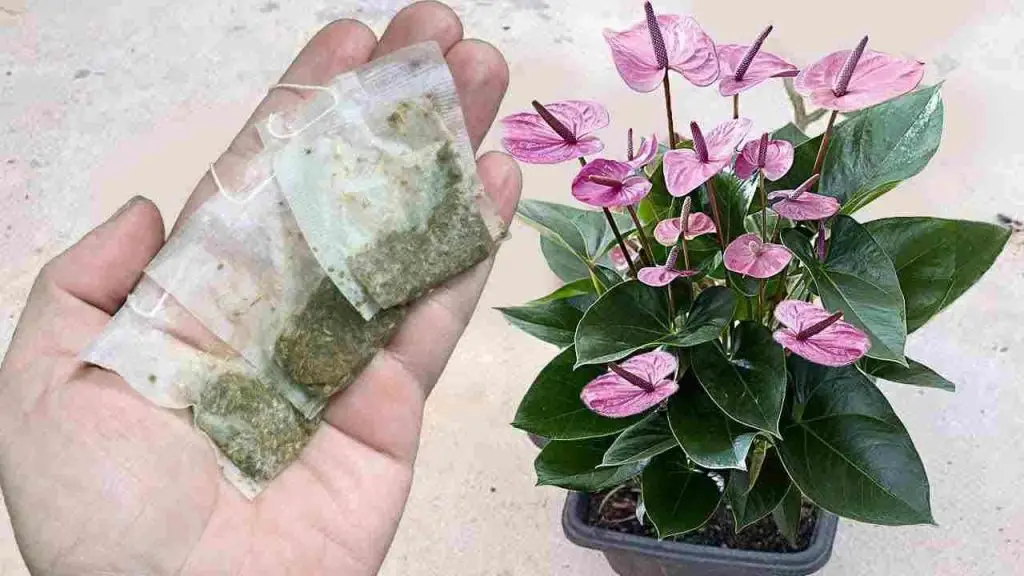 Anthurium, un solo sobre cada mes será suficiente para explotar muchas flores