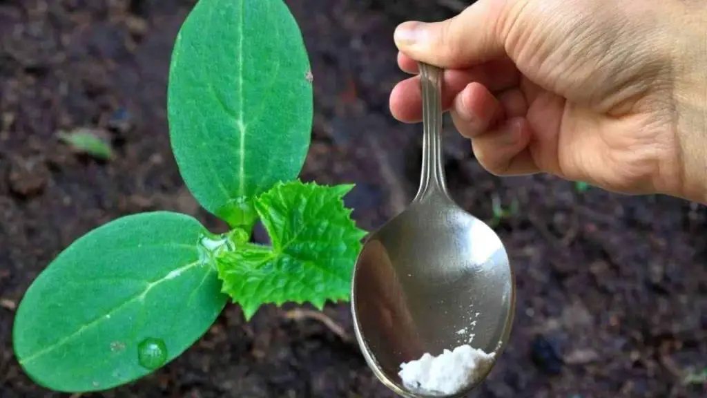 Solo una cucharada por cada pepino que tengas en tu jardín y cosecharás el doble