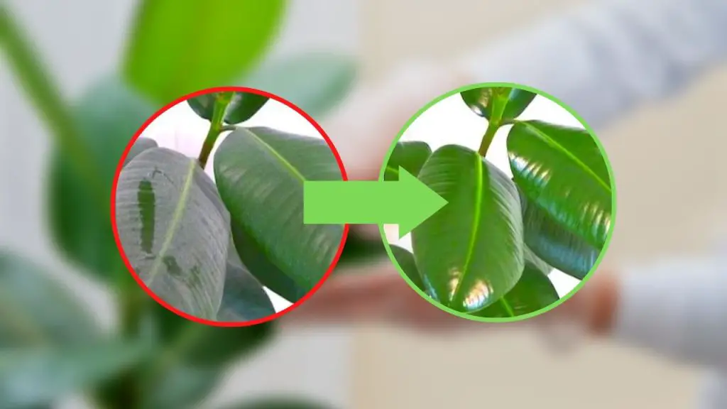 Como limpiar las plantas del polvo, con 1 gota de este vuelven a brillar