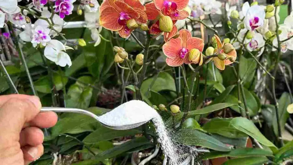 Con este ingrediente tendrás raíces muy fuertes y flores constantemente exuberantes.