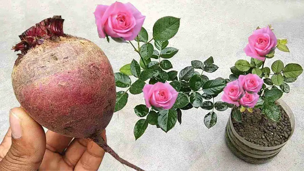 Este fertilizante natural hará que una avalancha de flores florezca en cualquier planta.