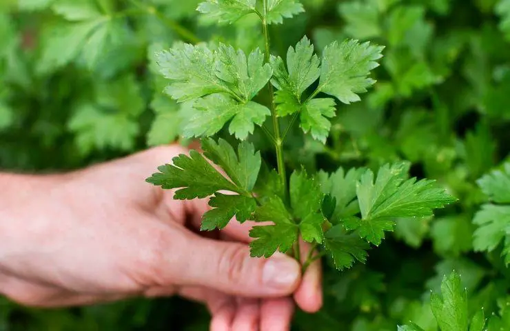 Cultivar perejil, pocas reglas pero imprescindible para triunfar