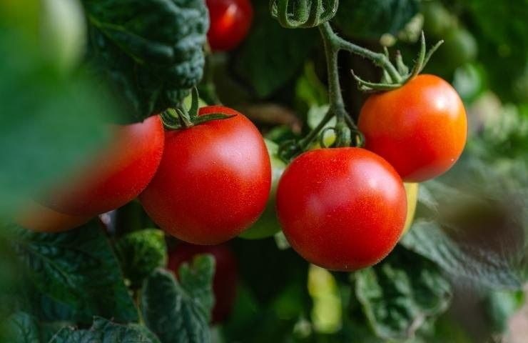 Tomates Más Grandes y Jugosos: Prueba este método, es natural y efectivo