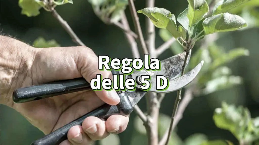 Cómo podar árboles correctamente, con la regla de las 5D no perderás el ritmo
