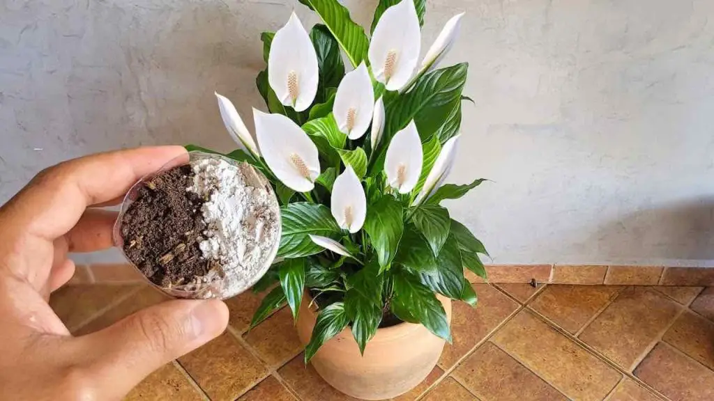 Este remedio vale oro para el lirio de la paz, estará saludable y próspero durante años.