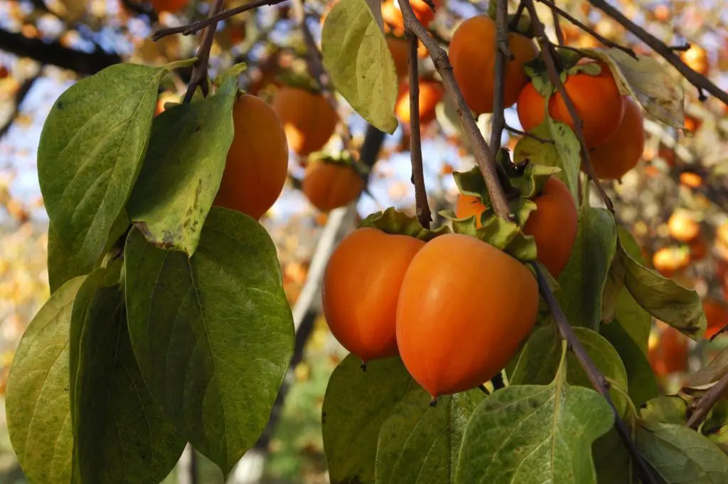 Cómo cultivar el árbol de caqui (también en macetas)