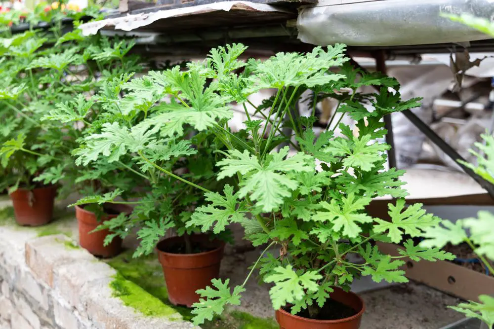 3 varieties of geraniums to plant in your garden to repel mosquitoes