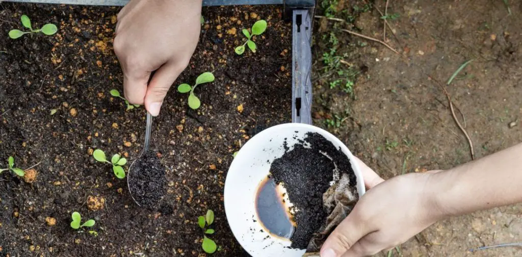 7 abonos naturales caseros para usar en el jardín y para abonar tus plantas