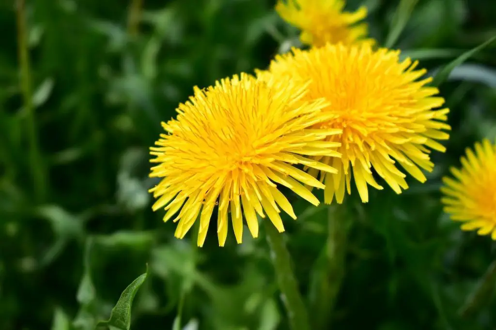 8  Weeds  You Should Never Pull