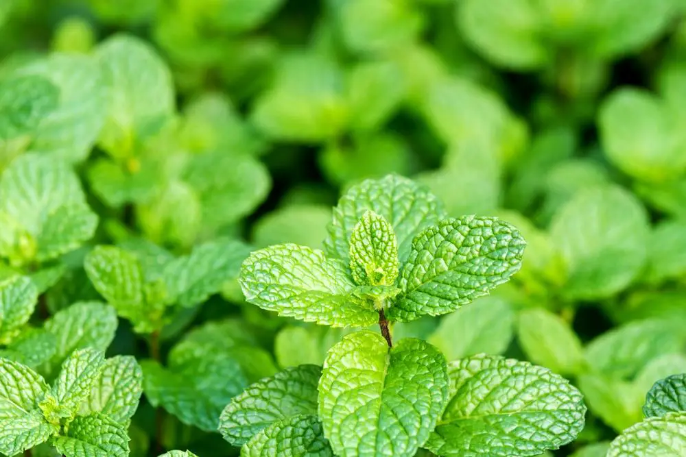 8 surprising reasons to grow mint at home