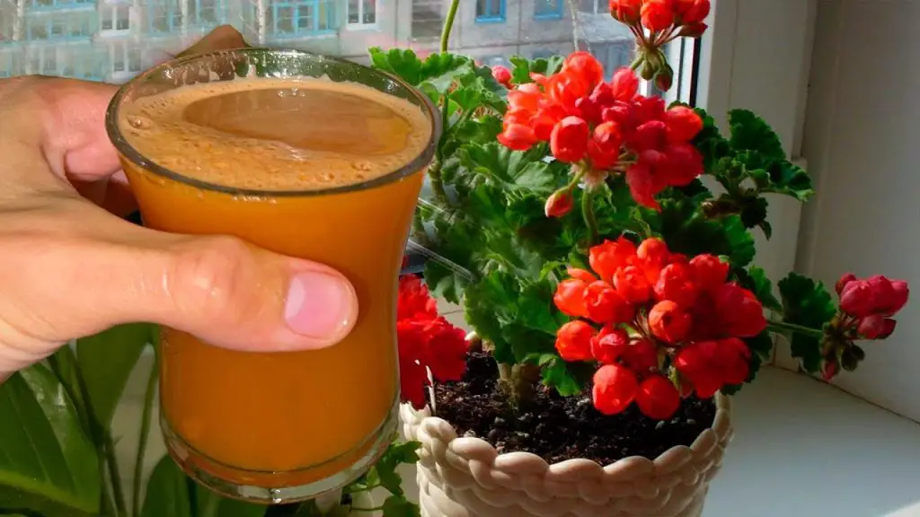 A Liter of Life Transform Your Home Flowers with a Magical Drink!