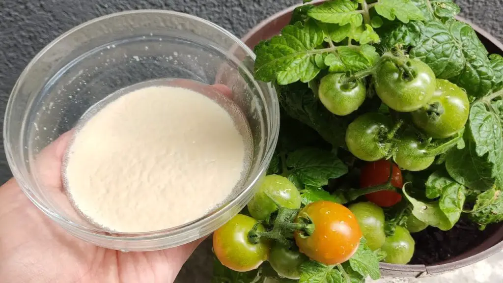 Accelerate Tomato Growth A Few Drops Under the Root for Speedy Results!
