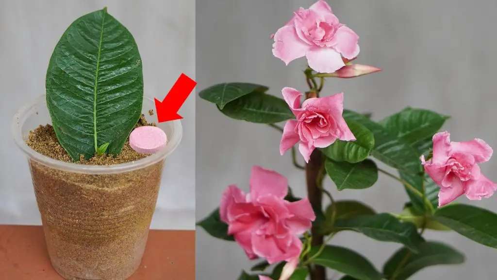 Achieving Gorgeous Blooms: Simple Steps for Mandevilla Splendens
