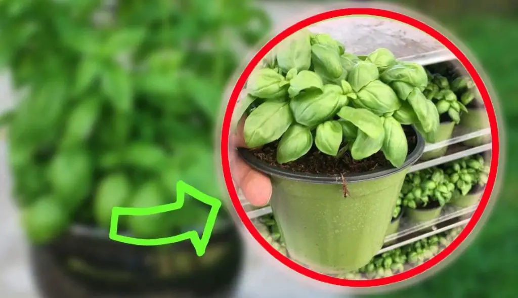 Albahaca, el truco de los viveristas para tenerla siempre frondosa y que nunca se pudra | ¡Hazlo tú también!