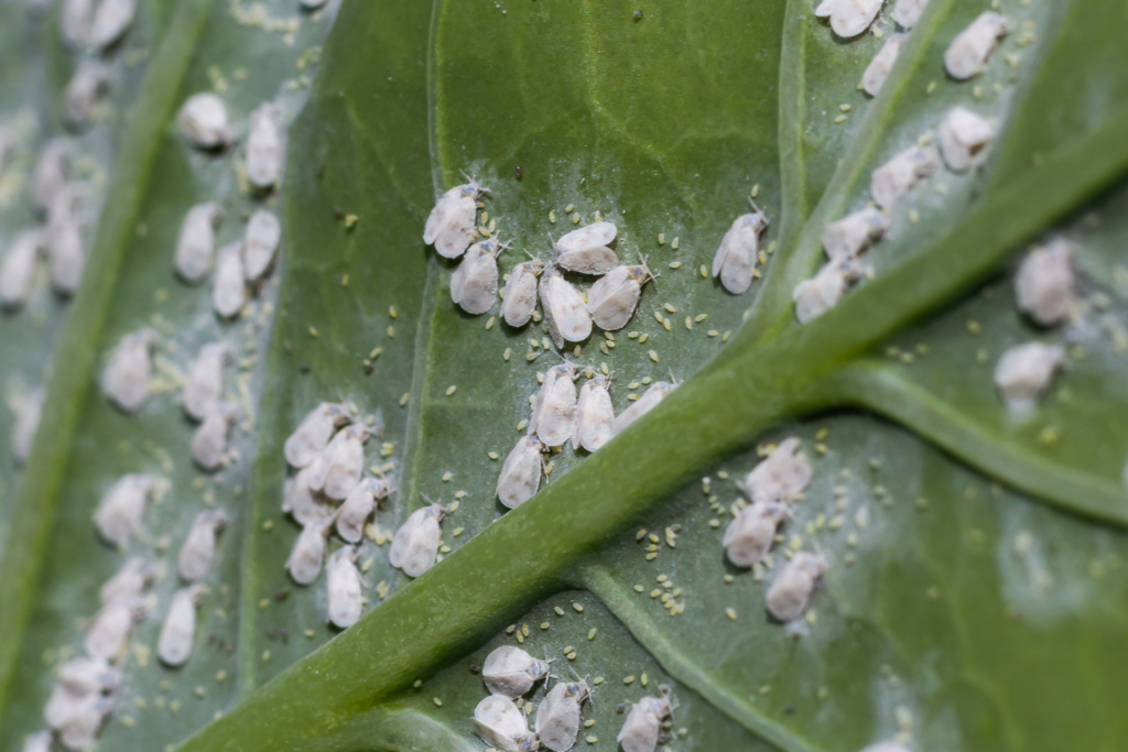 All the insects disappear from the garden. A single organic ingredient
